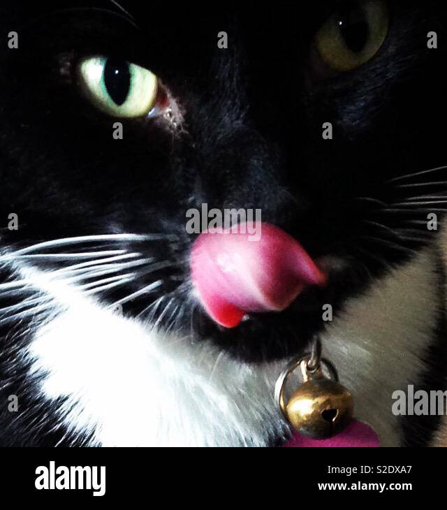 Cat licking nose Stock Photo Alamy