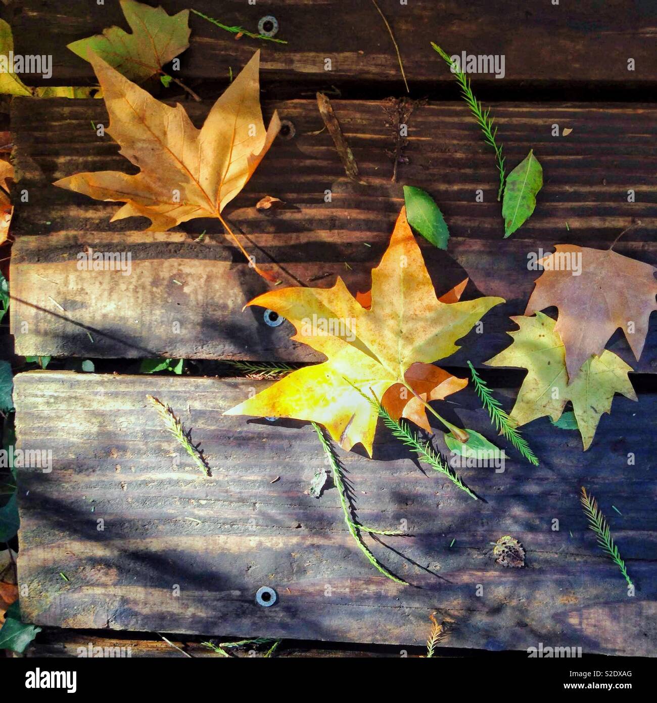 Dead leaves on the floor in Autumn - Smartphone Captured Stock Image