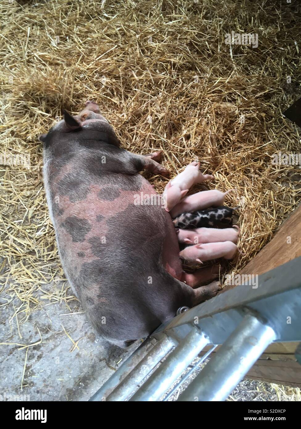 Mummy Pig Feeding Her Piglets Stock Photo Alamy