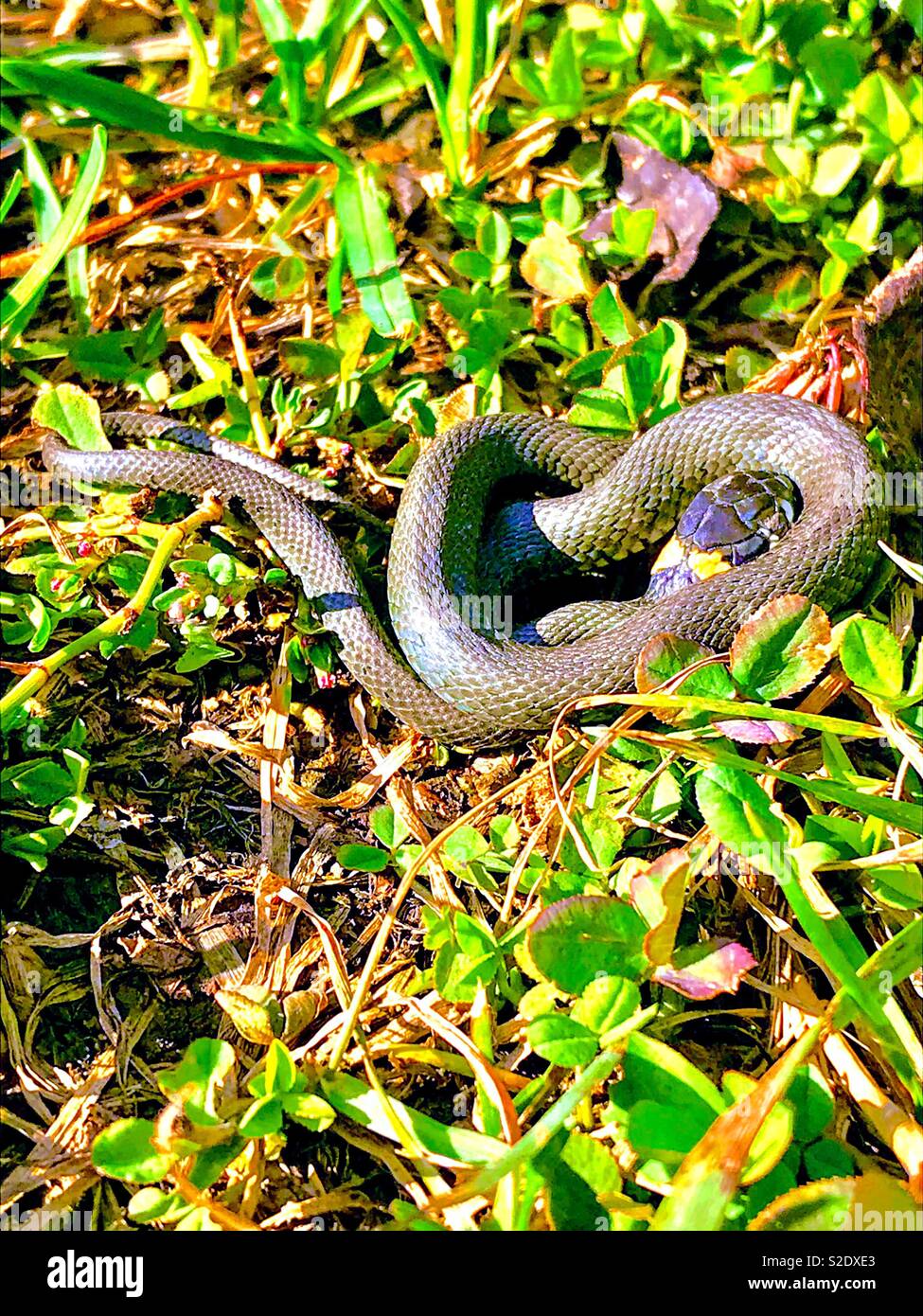 snake basks in the sunny meadow - Smartphone Captured Stock Image