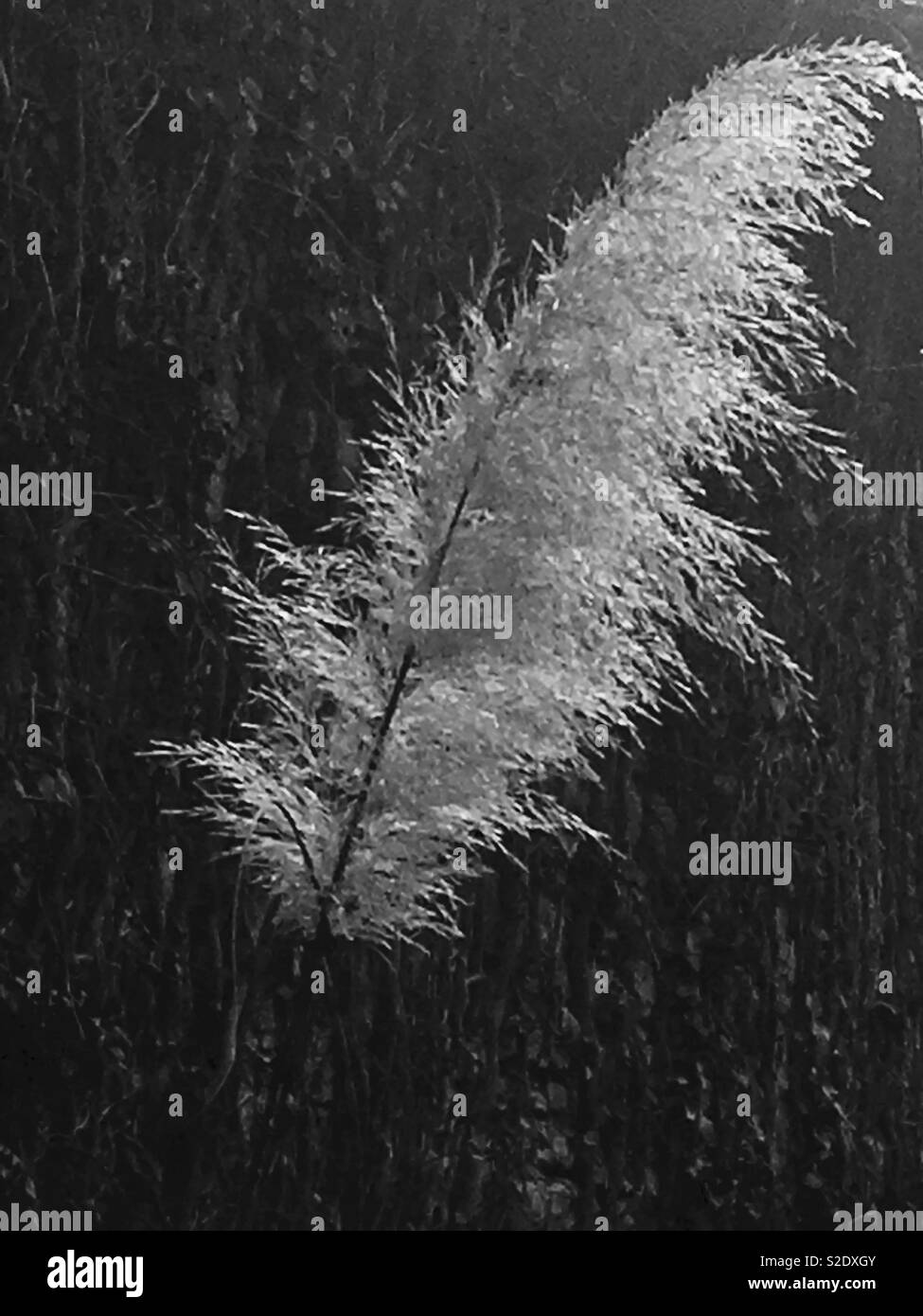 Pampas Grass Stock Photo