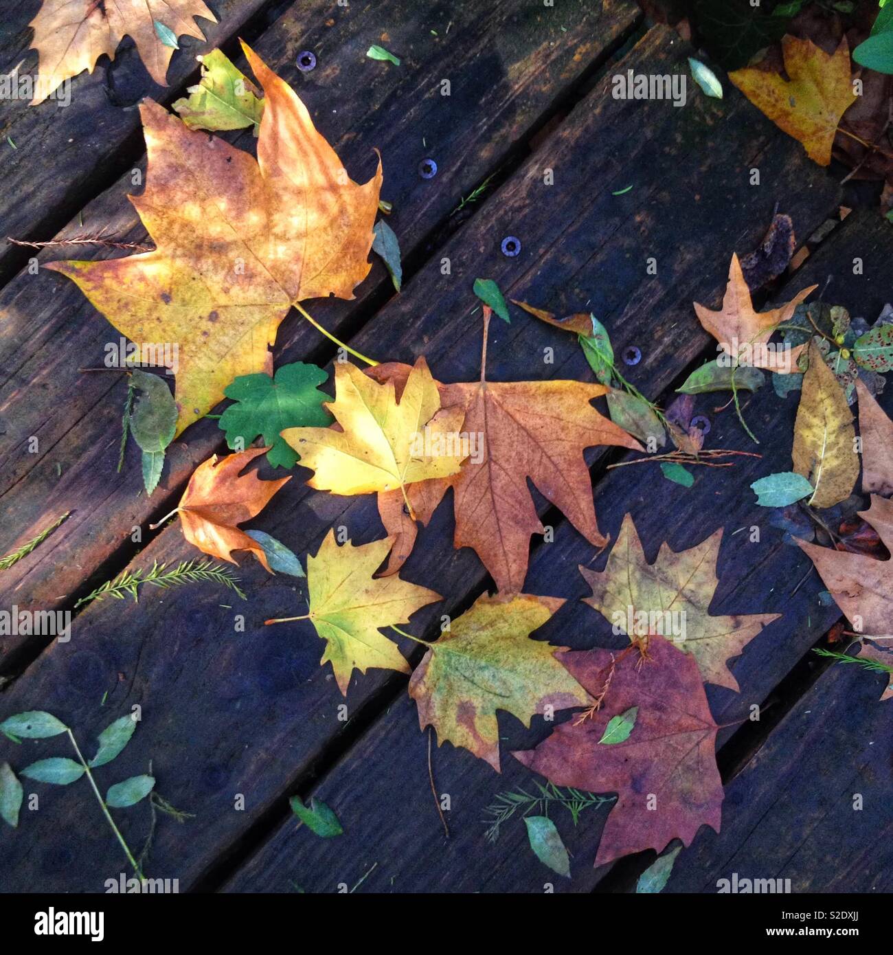 Dead leaves on the floor in Autumn - Smartphone Captured Stock Image