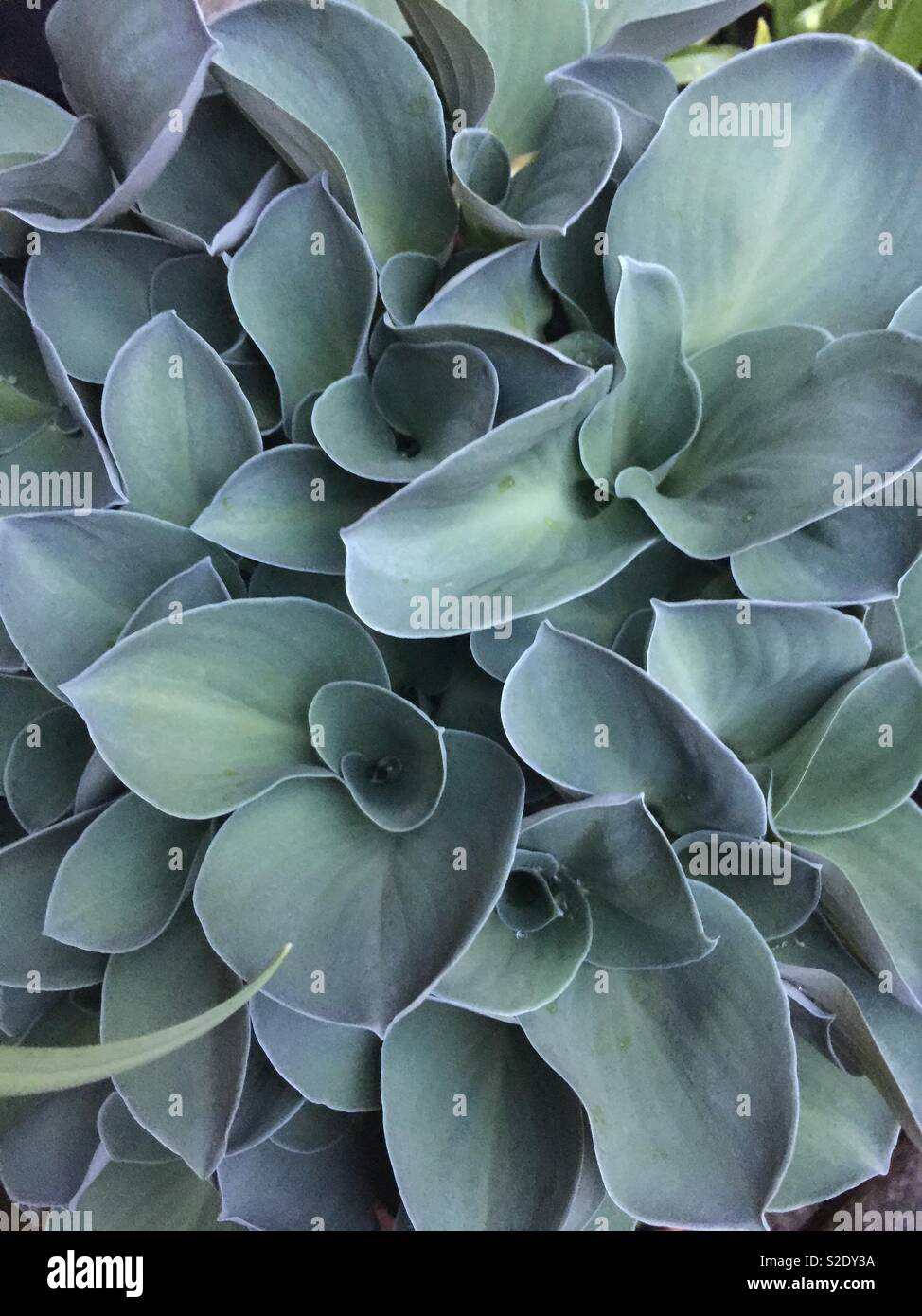 Blue Mouse Ears Hosta looking lovely Stock Photo