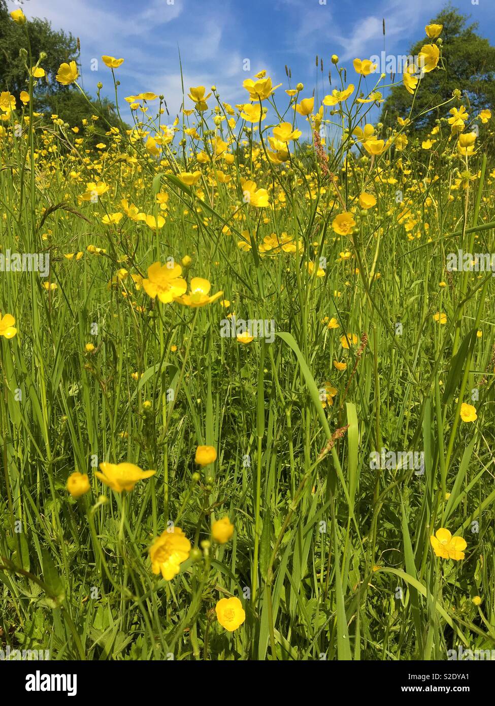 Buttercups in a sunny English meadow. - Smartphone Captured Stock Image