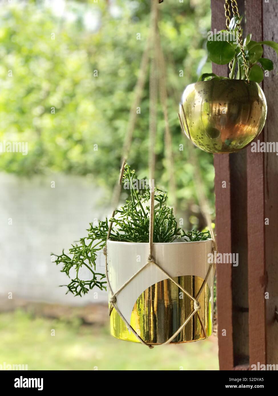 Hanging Plants in Pots Stock Photo Alamy