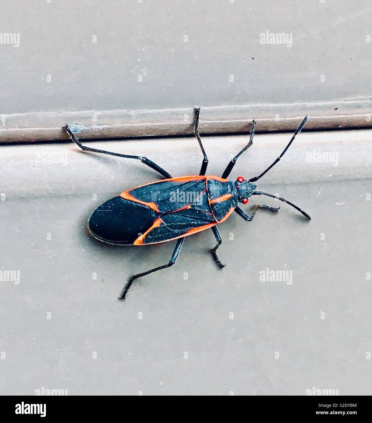 Boxelder bug hi-res stock photography and images - Alamy