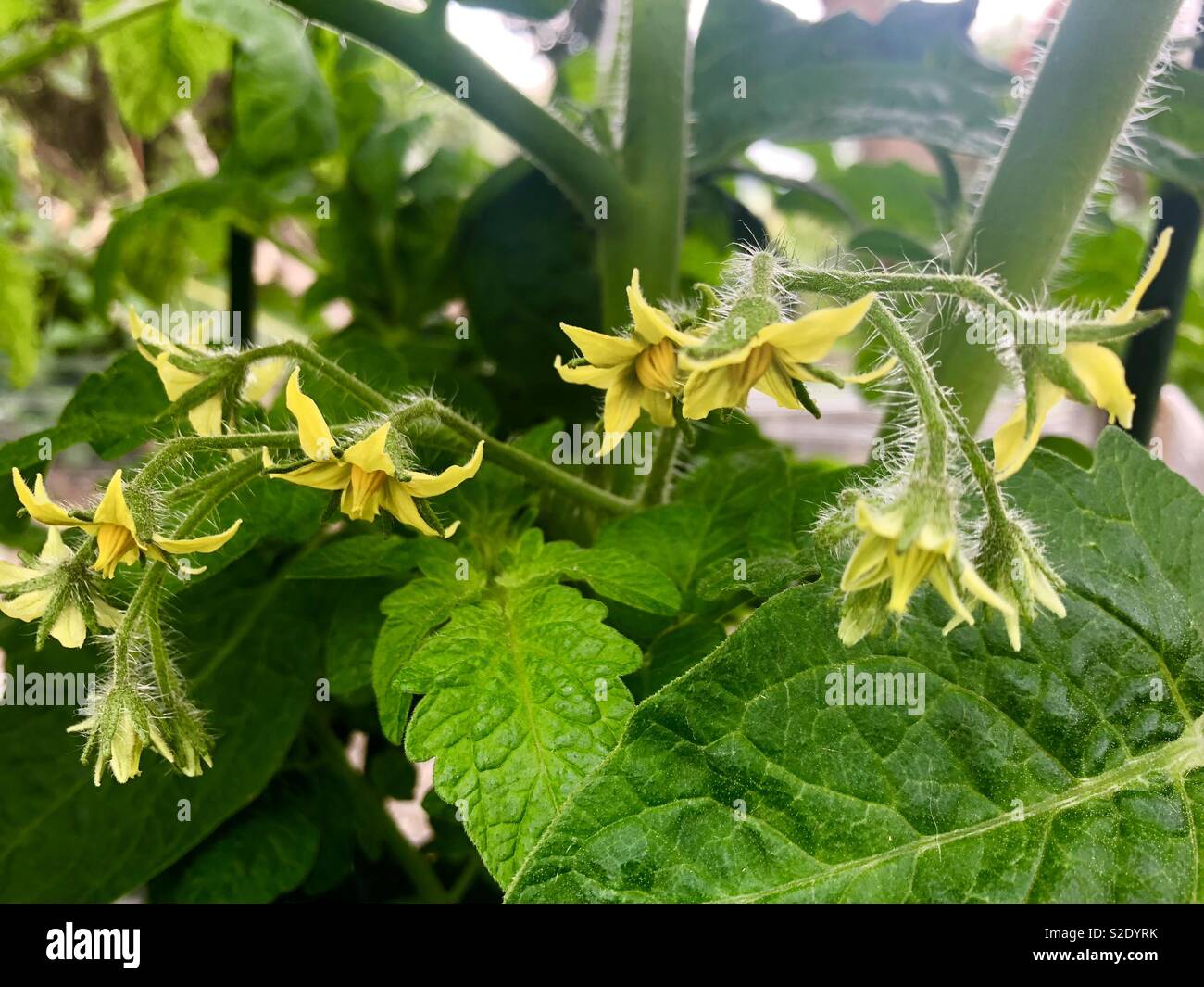 Tomato plant in flower Stock Photo Alamy