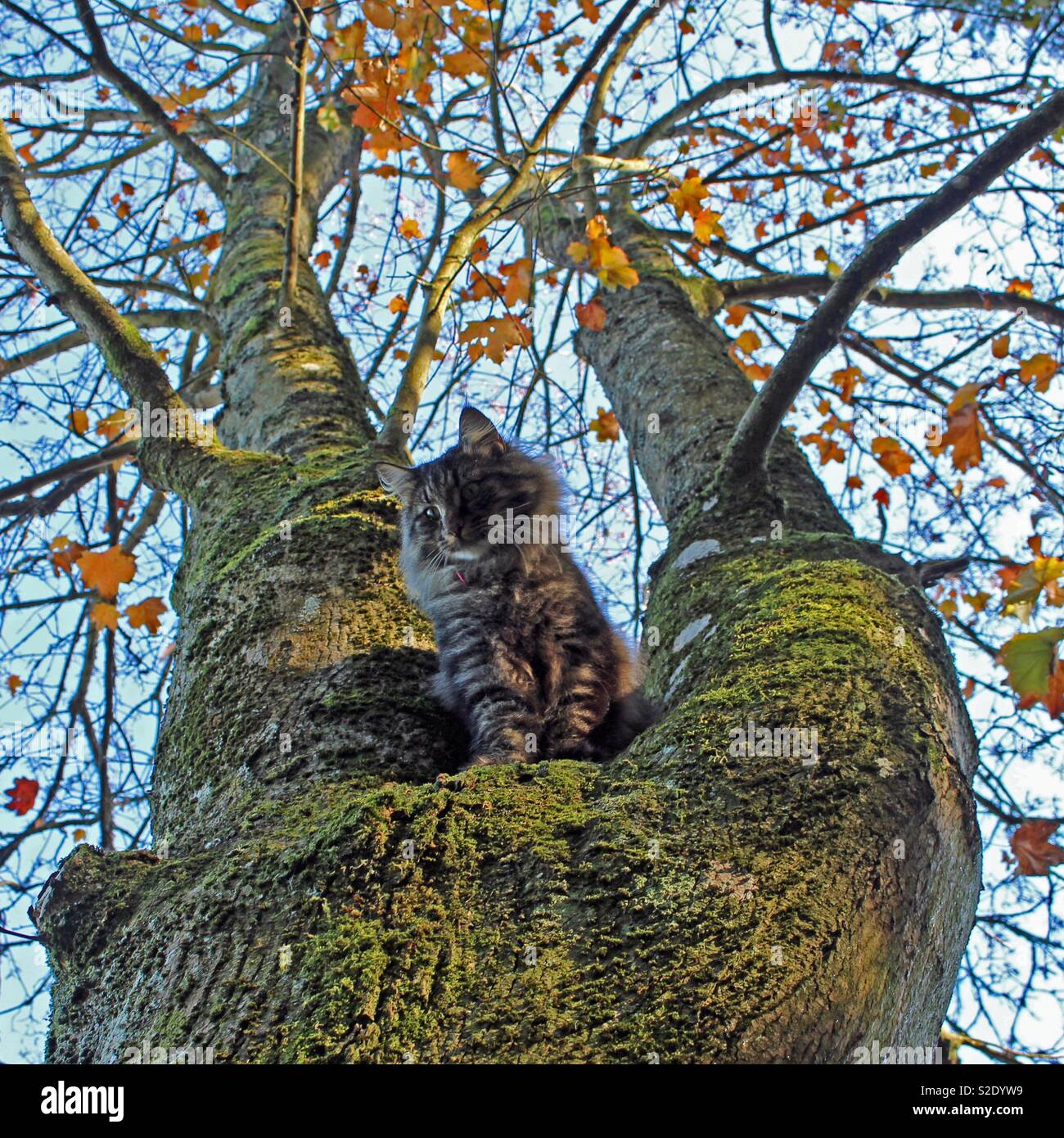 Cat up a tree in autumn Stock Photo Alamy
