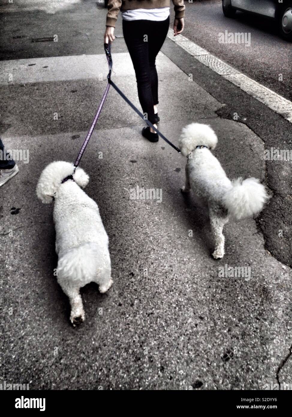 Two toy poodles out for a walk - Smartphone Captured Stock Image