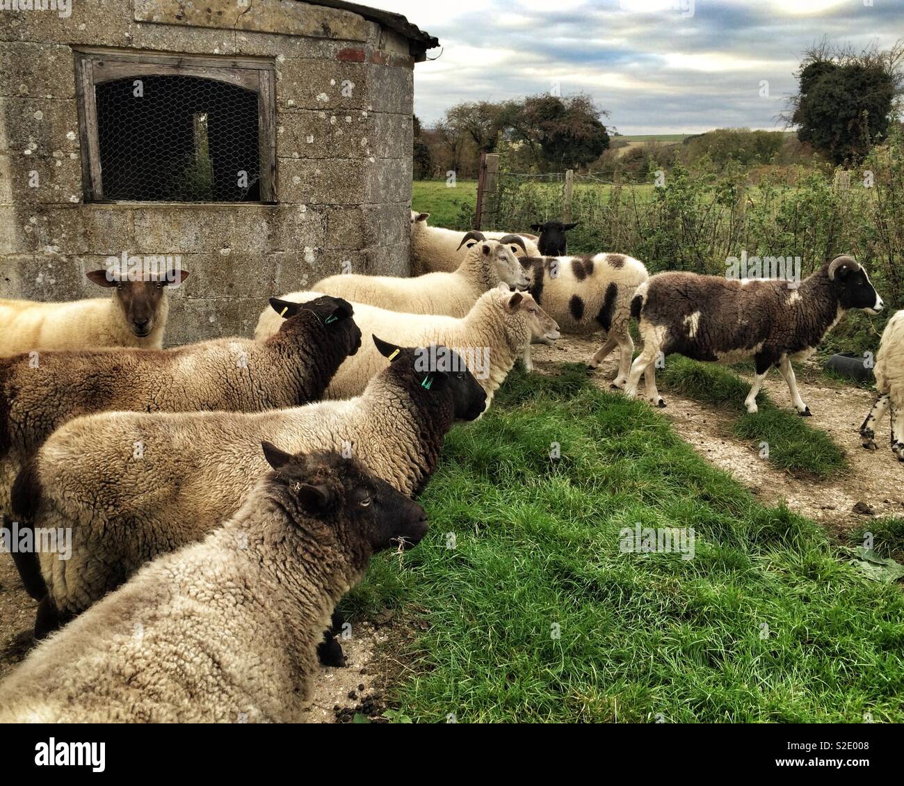 A small mixed flock of domestic sheep on a smallholding in Hampshire, England, UK - Smartphone Captured Stock Image