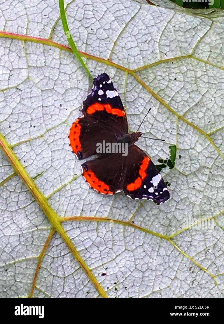 Beautiful butterfly - Smartphone Captured Stock Image