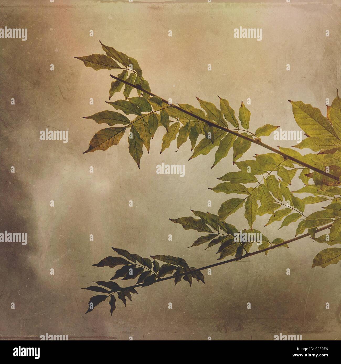 Green leaves on grungy background - Smartphone Captured Stock Image