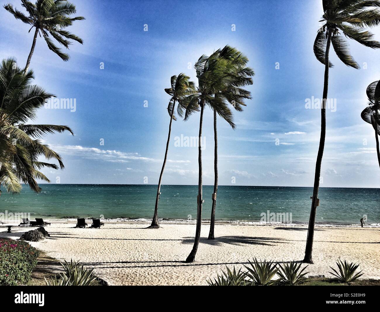 Palm trees blowing in the breeze in Zanzibar - Smartphone Captured Stock Image
