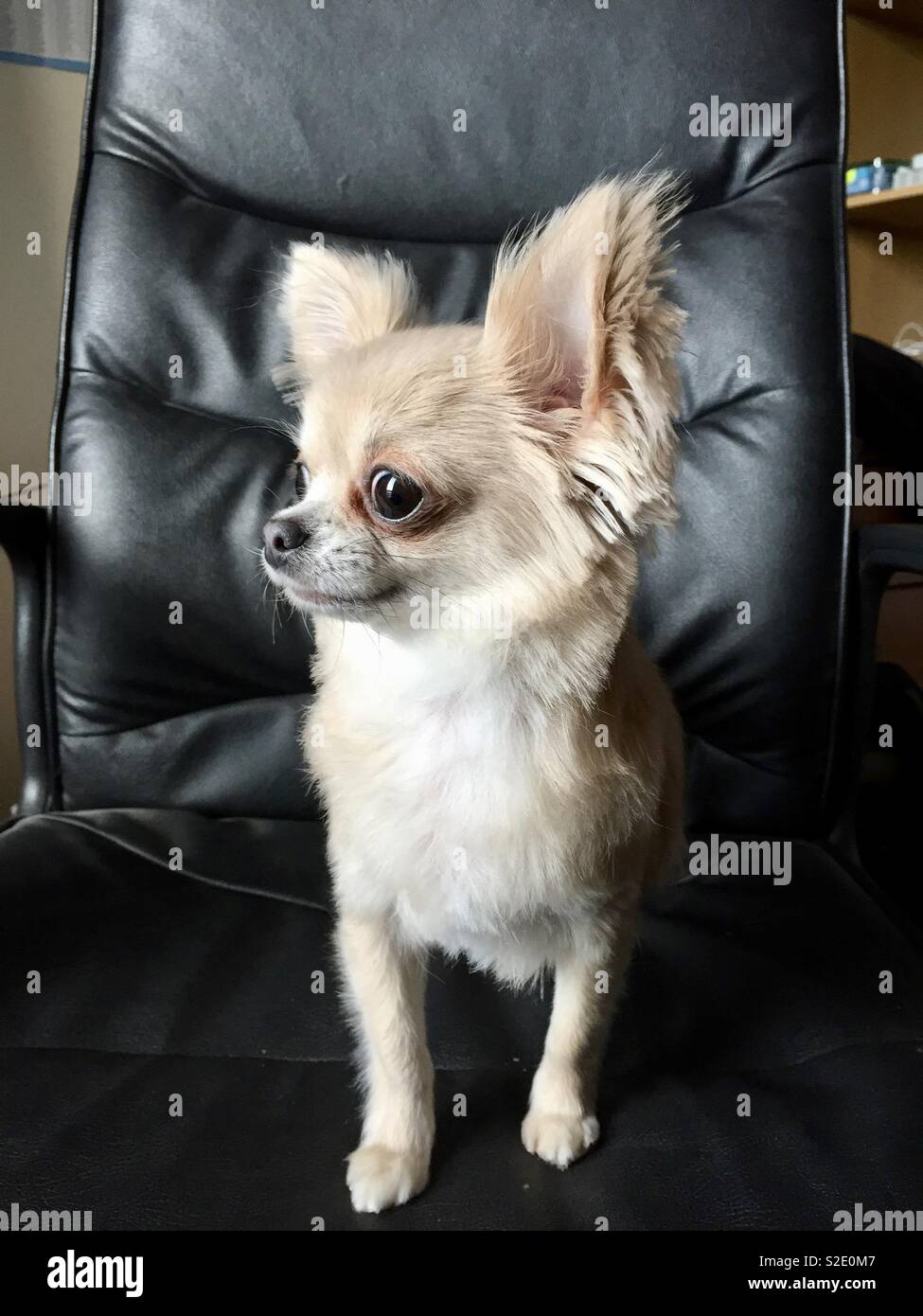 Chihuahua poses on an office chair Stock Photo