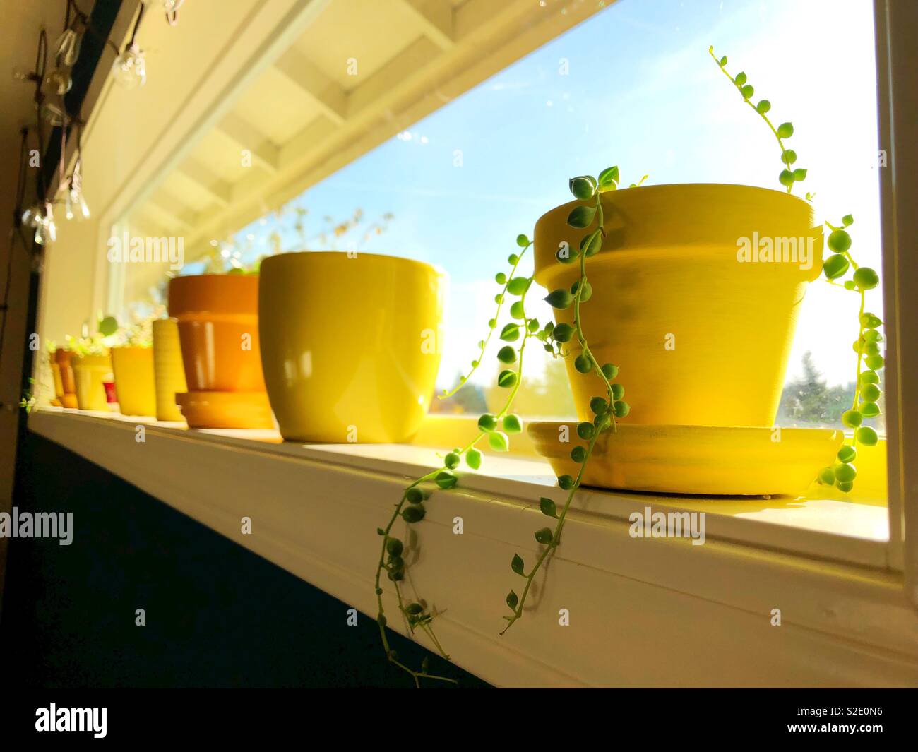 A string of pearls plant on a windowsill with other plants. Stock Photo