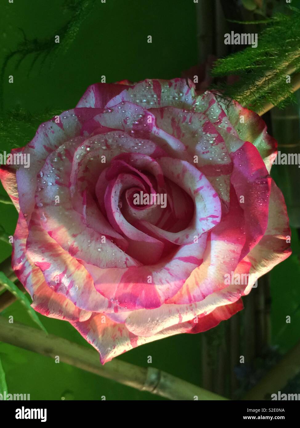 Strawberries and Cream Rose Stock Photo Alamy