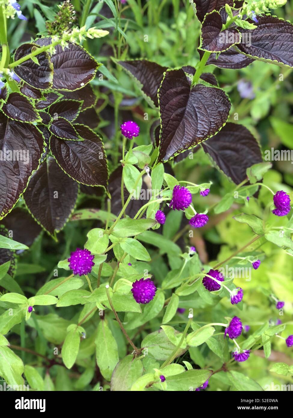 Exotic purple flowers hi-res stock photography and images - Alamy