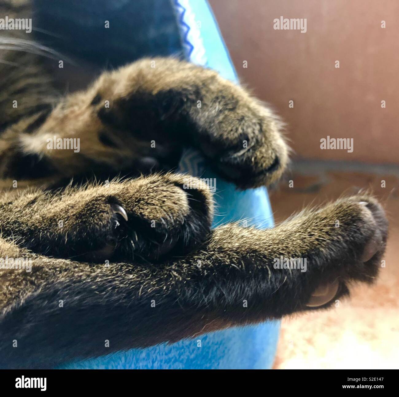 My cat’s paws Stock Photo Alamy