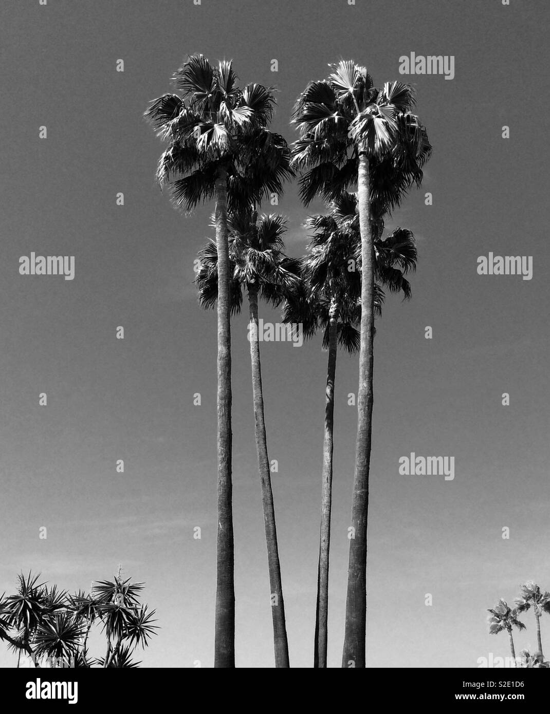 Giant palm trees hires stock photography and images Alamy