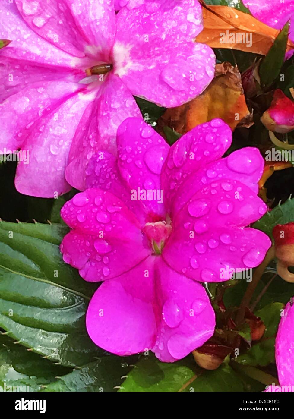 Wet flowers Stock Photo
