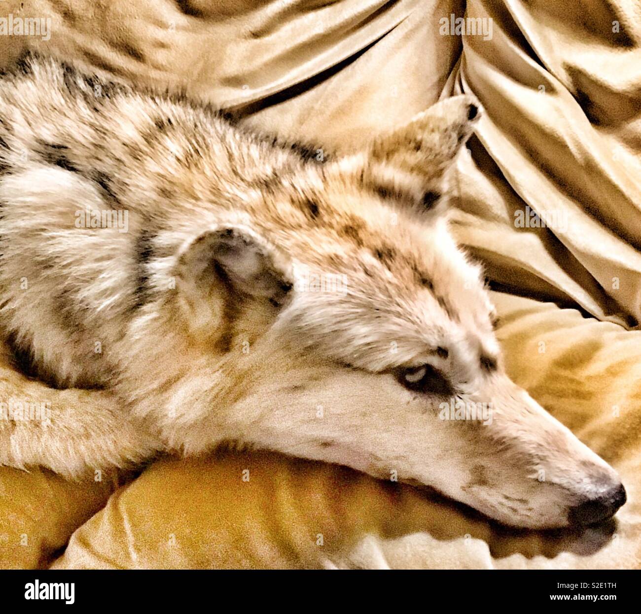 Wolf lying on the couch like a dog - Smartphone Captured Stock Image