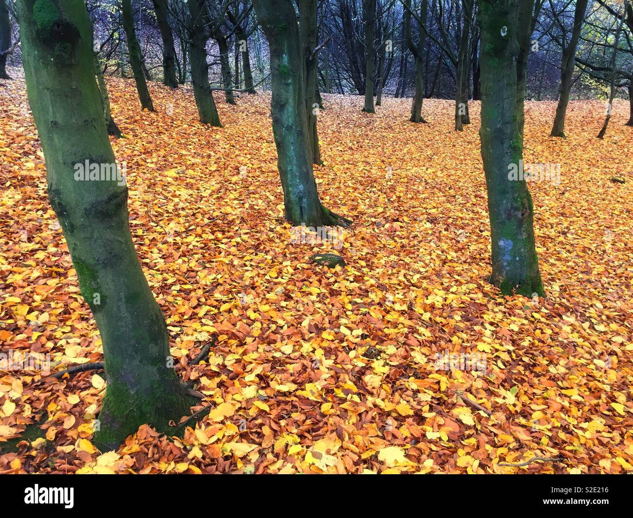Autumn colours of carpet of leaves at Leverhulme Park in Bolton Stock Photo