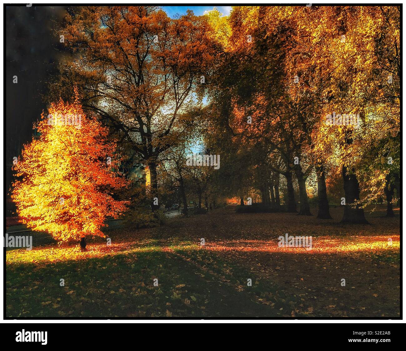 Autumn sunlight in Hyde Park, London - Smartphone Captured Stock Image