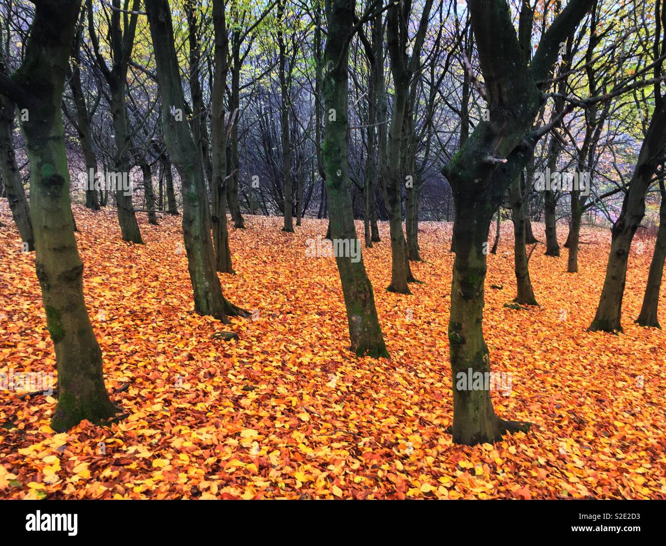 Fallen autumn leaves between barren tree trunks in Leverhulme Park in Bolton Stock Photo
