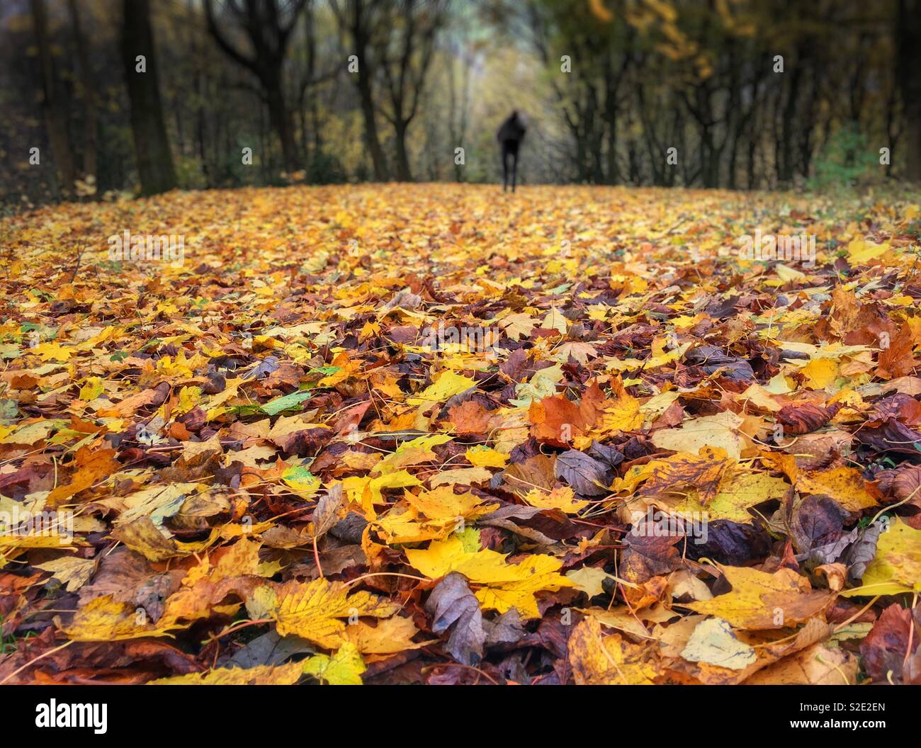 Autumn leaves carpeting the ground with a lone figure walking in the distance - Smartphone Captured Stock Image