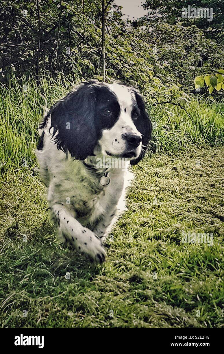 Black and white working cocker spaniel stalking game - Smartphone Captured Stock Image