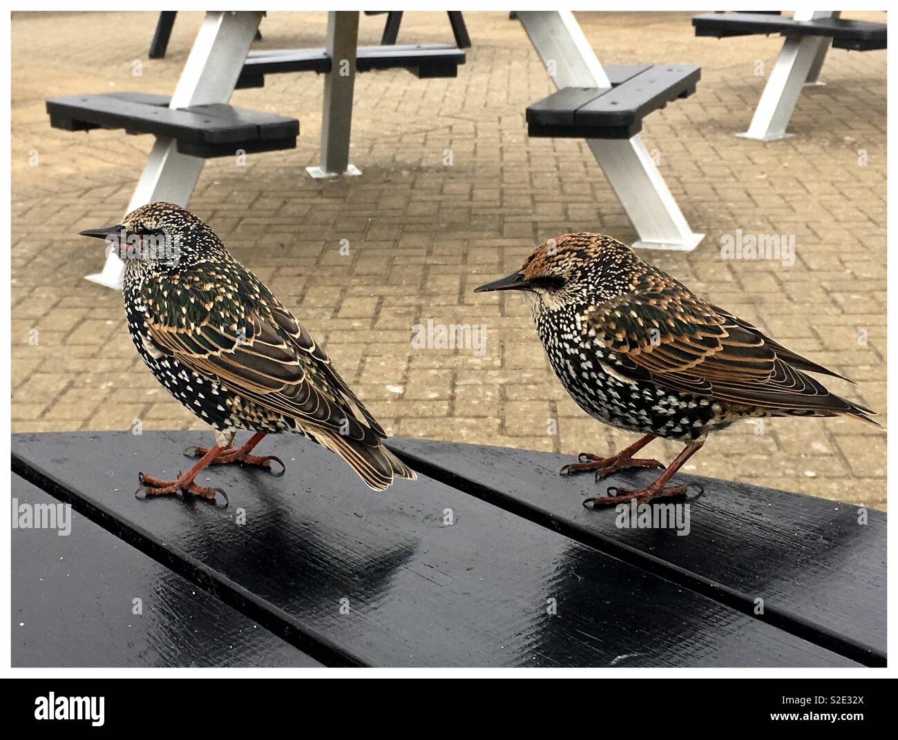 A pair of starlings wait patiently on a table for some food or crumbs - Smartphone Captured Stock Image