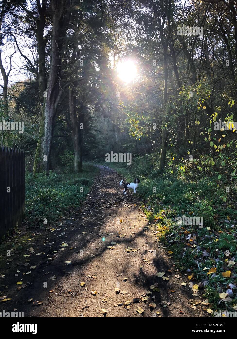 Springer spaniel in Scottish countryside - Smartphone Captured Stock Image