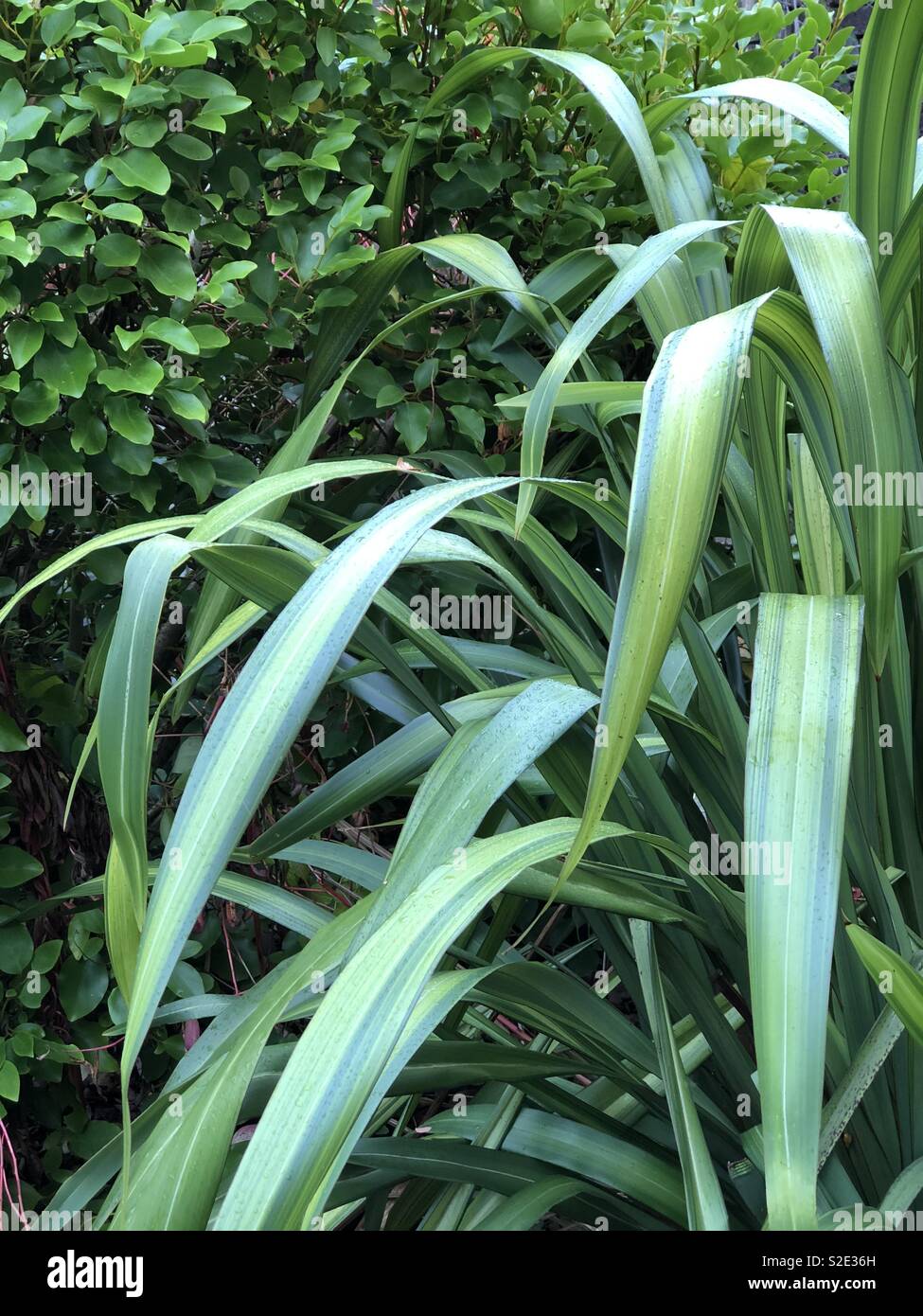 Shrub green hi-res stock photography and images - Alamy