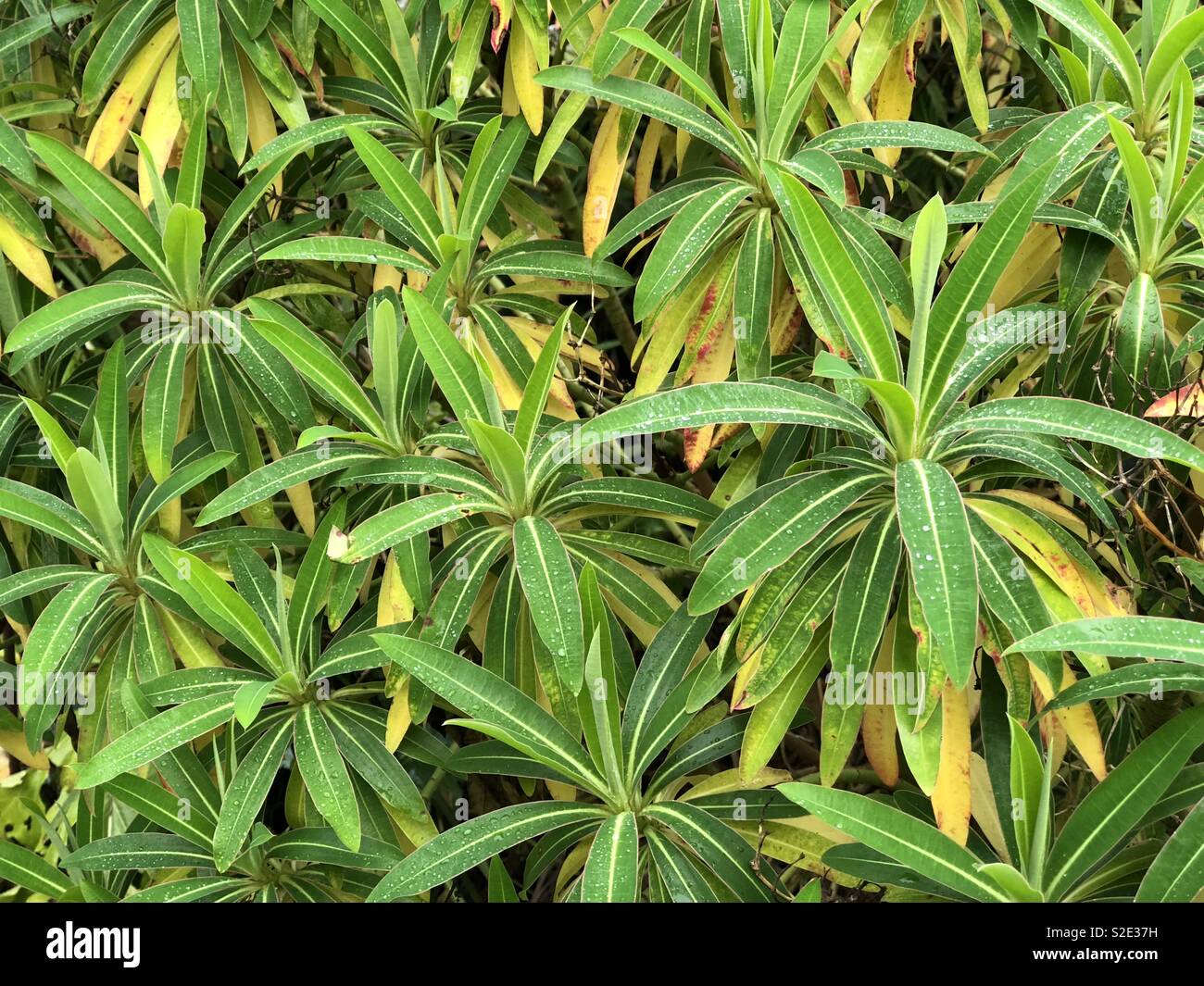 Shrub autumn garden hi-res stock photography and images - Alamy