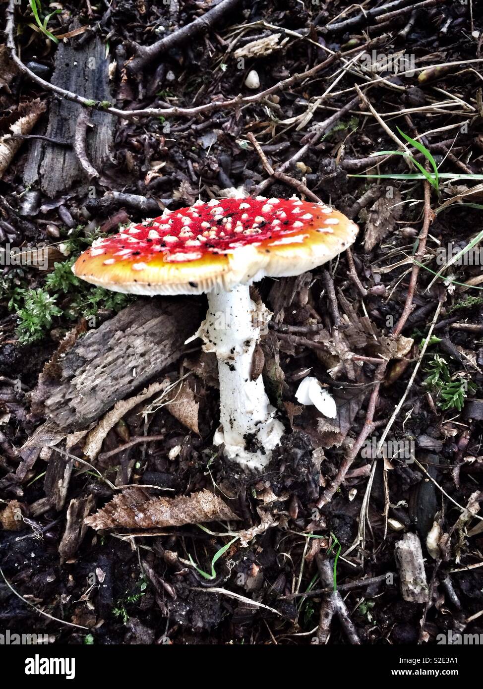 A fly agaric mushroom - Smartphone Captured Stock Image