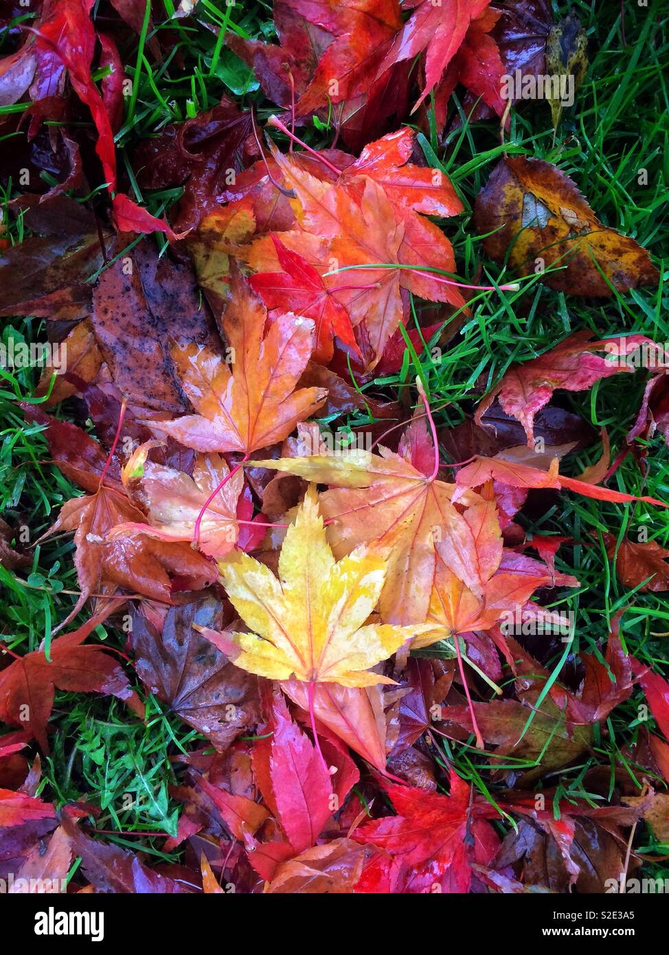 Autumn leaves - leaves of Japanese Maple lie on the rainy woodland floor - Smartphone Captured Stock Image