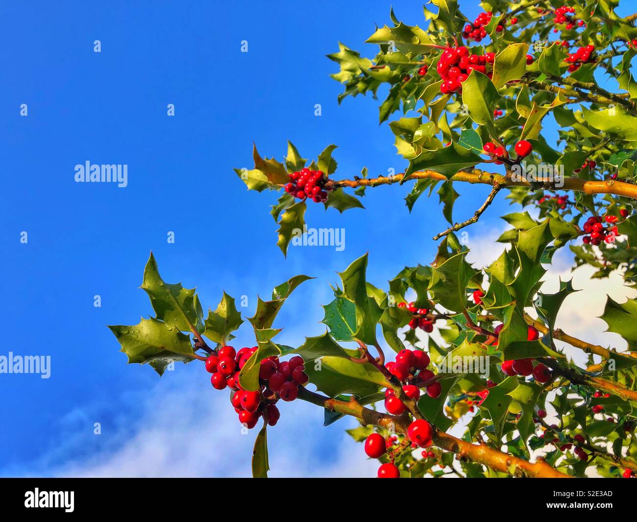 Wild blue berries hi-res stock photography and images - Alamy