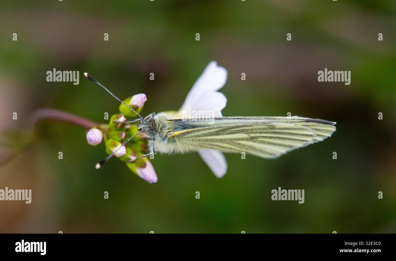 Butterfly viewed from above with wings closed Stock Photo