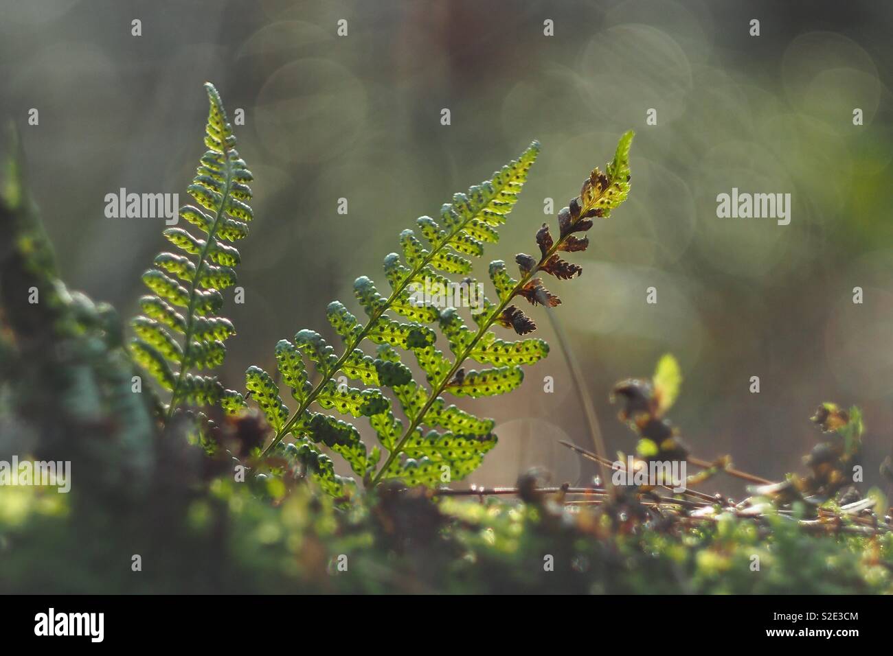 Fern leaves back lit hi-res stock photography and images - Alamy
