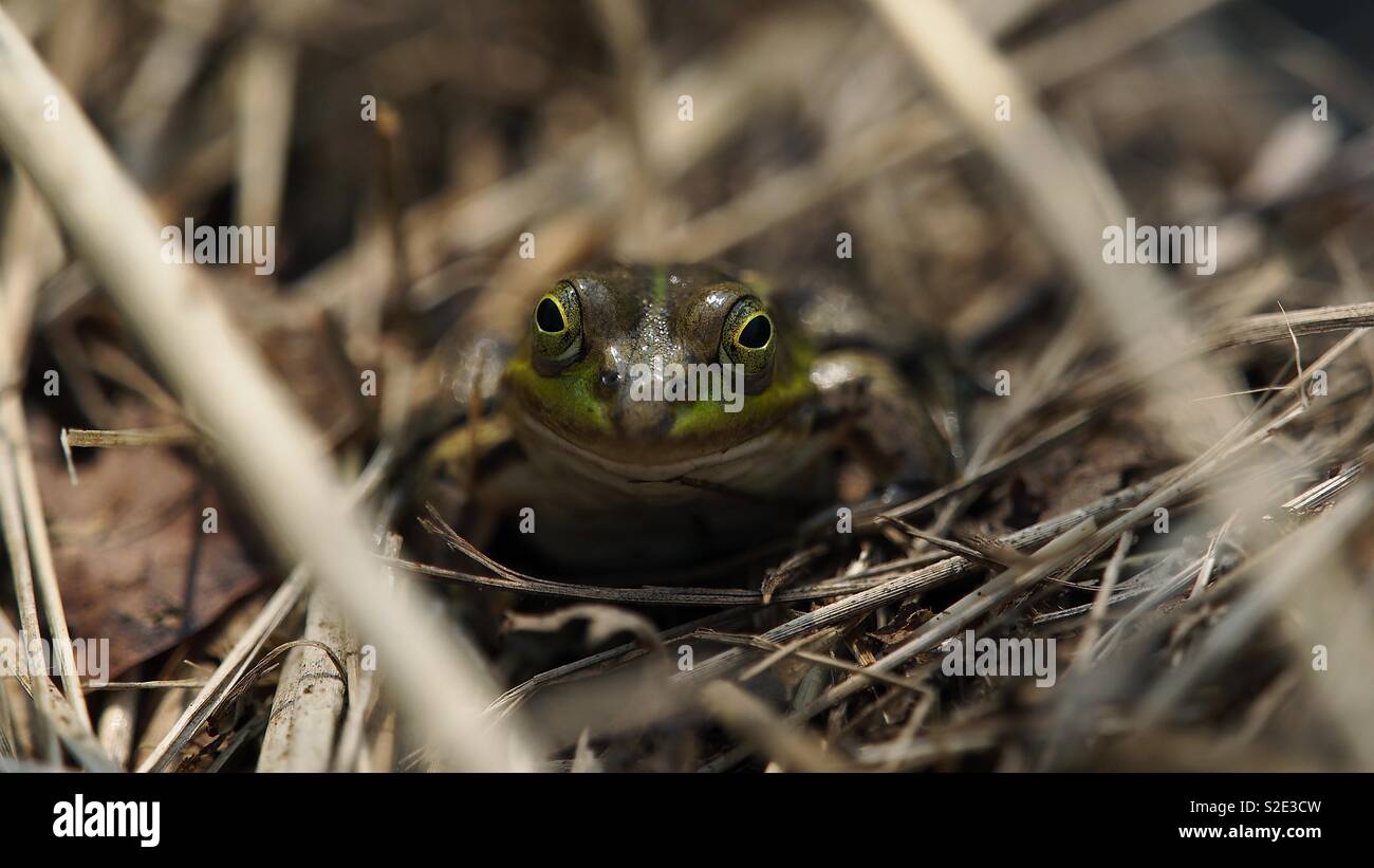 Close-up of a frog in between the reeds on the edge of a pond - Smartphone Captured Stock Image
