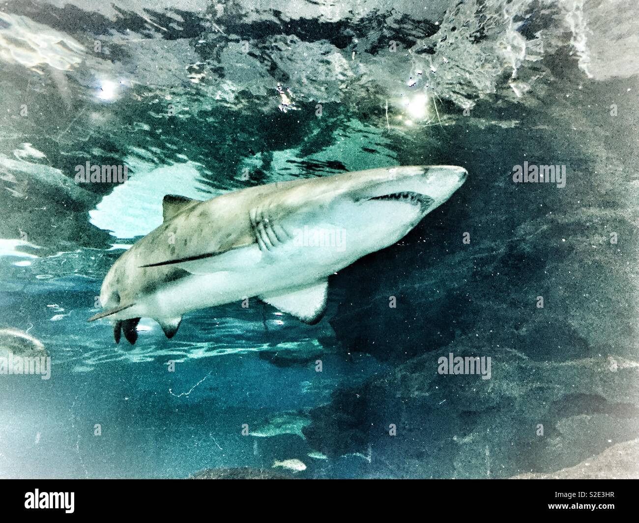 “Jaws” at Blue Planet Aquarium, Ellesmere Port, Cheshire, England, UK. Stock Photo