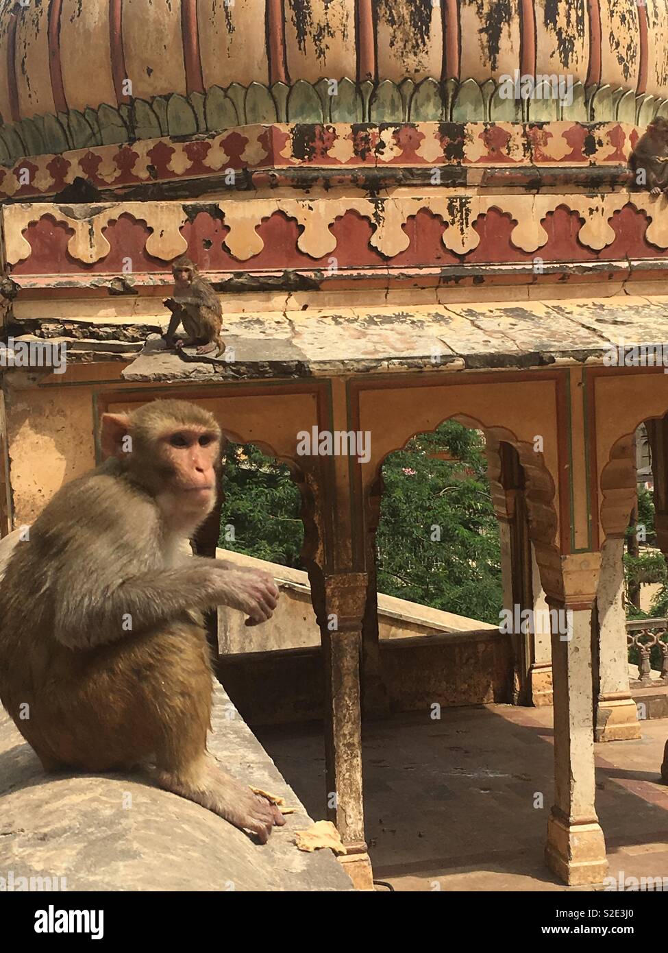 Monkeys at monkey temple, India Stock Photo Alamy