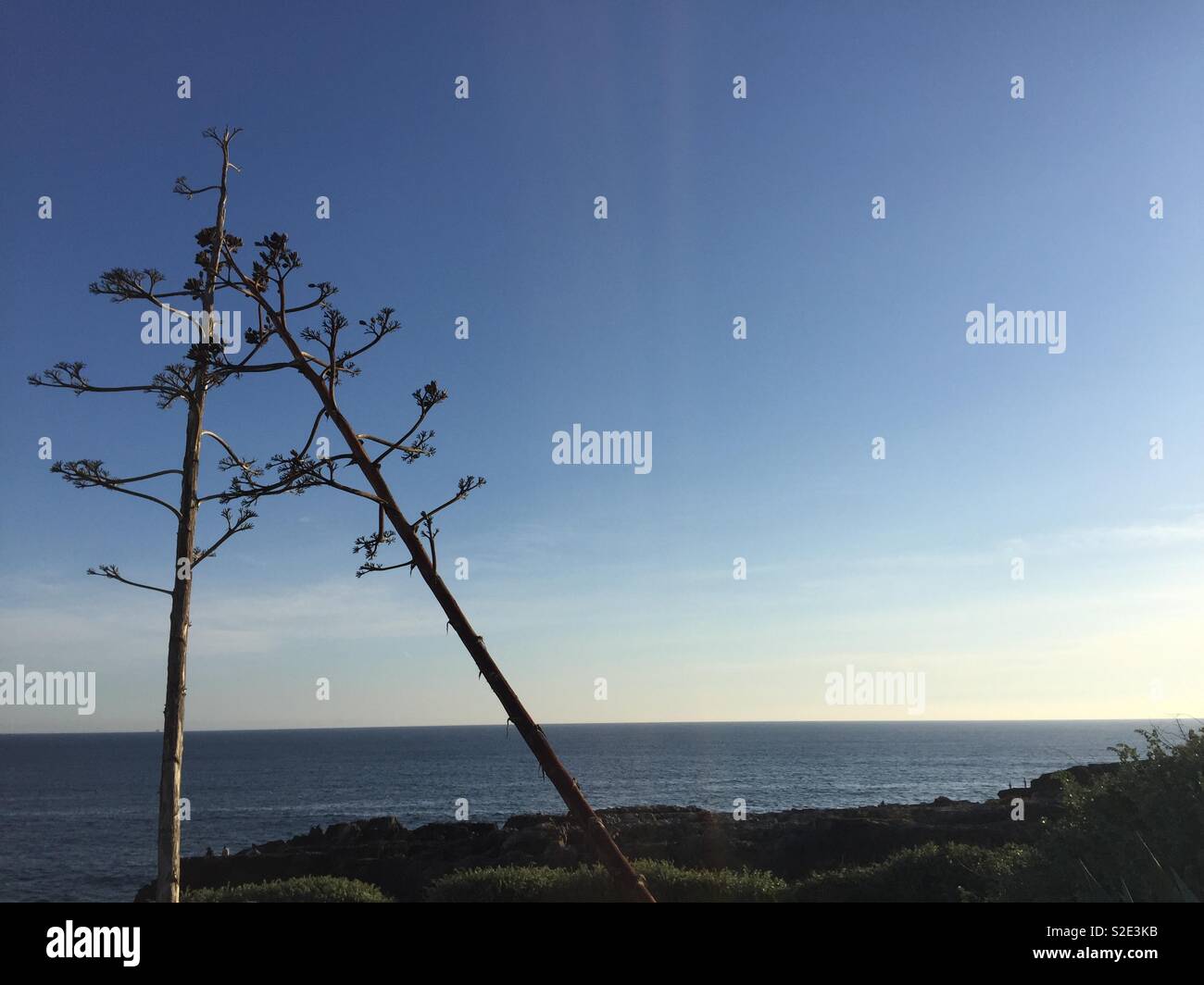 Kissing trees Stock Photo Alamy