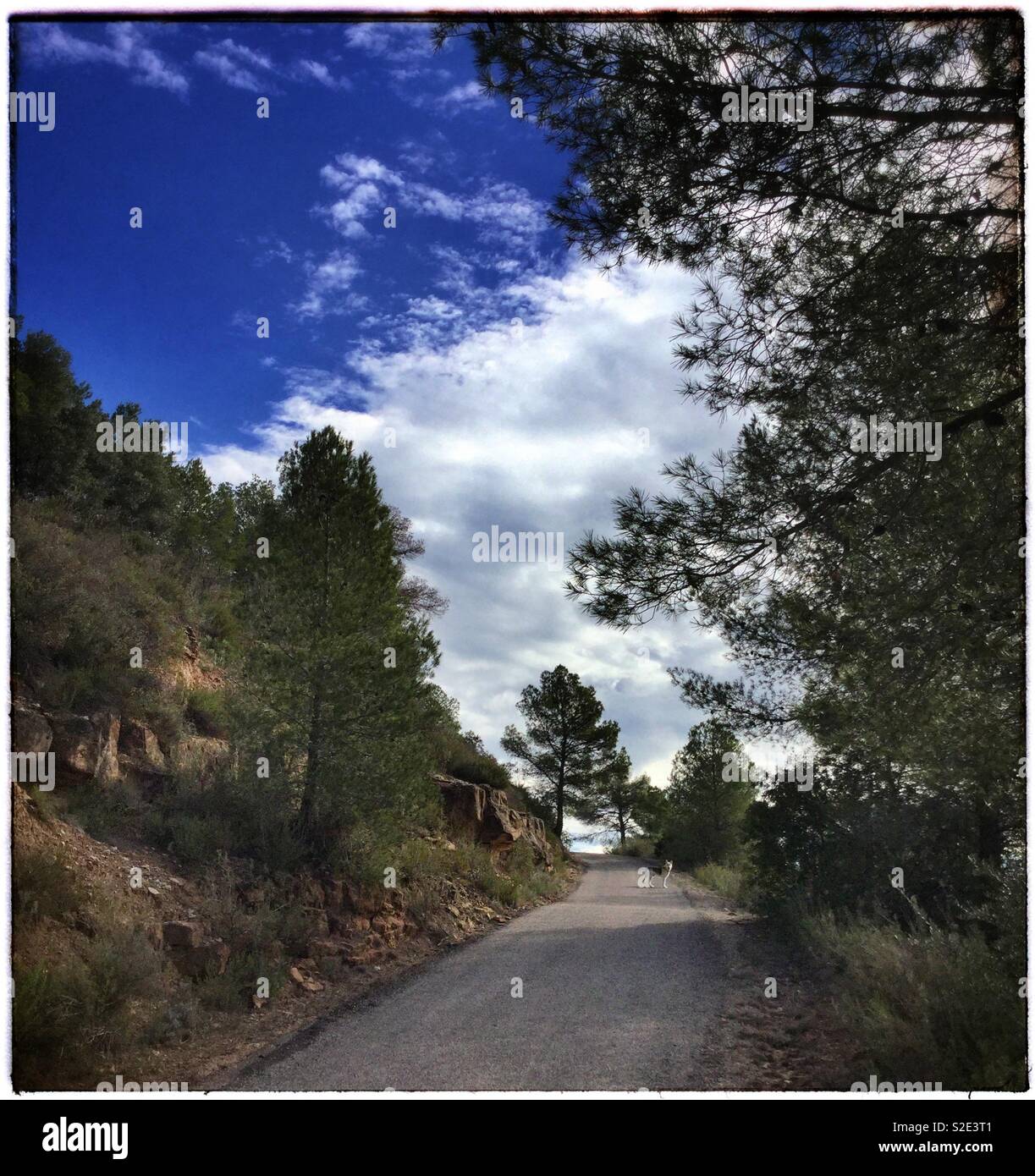 Off the beaten track walking the dog, Catalonia, Spain. - Smartphone Captured Stock Image