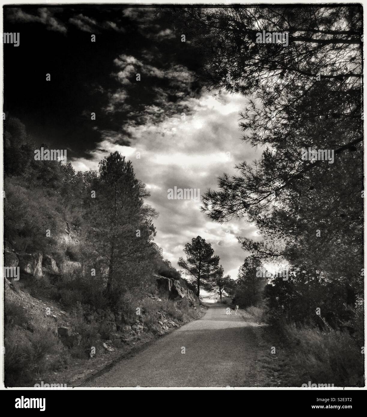 Off the beaten track walking the dog, Catalonia, Spain. - Smartphone Captured Stock Image