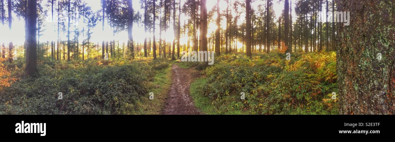 Cedar trees in autumnal light, Hampshire, England, United Kingdom. - Smartphone Captured Stock Image