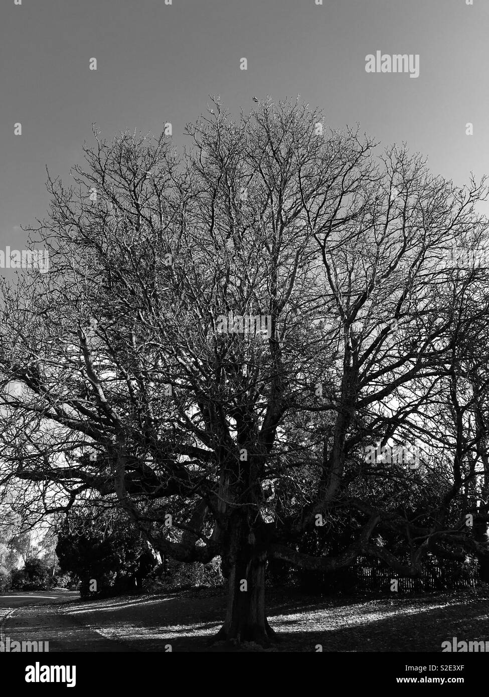 Tree in Dulwich Park Stock Photo Alamy