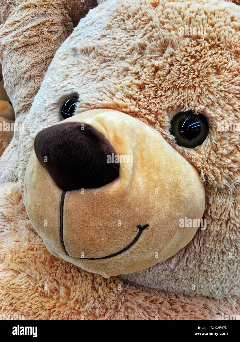 Teddy face cheap
