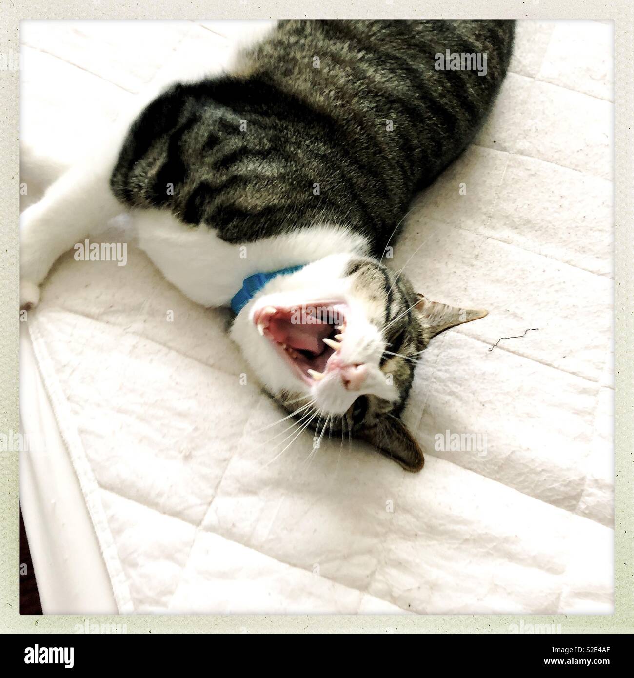 Screaming or yawning tabby on stripped bed Stock Photo