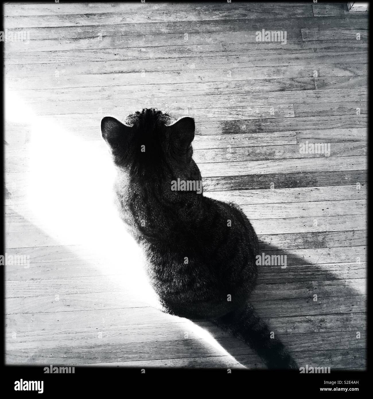 Lone tabby cat on old wood floor Stock Photo